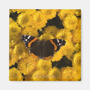 Imán Mariposa en asteres amarillos
