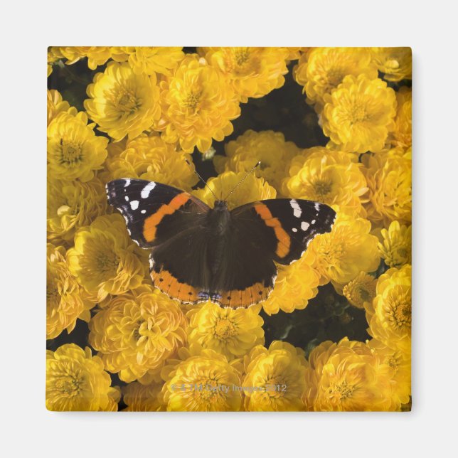 Imán Mariposa en astros amarillos (Frente)