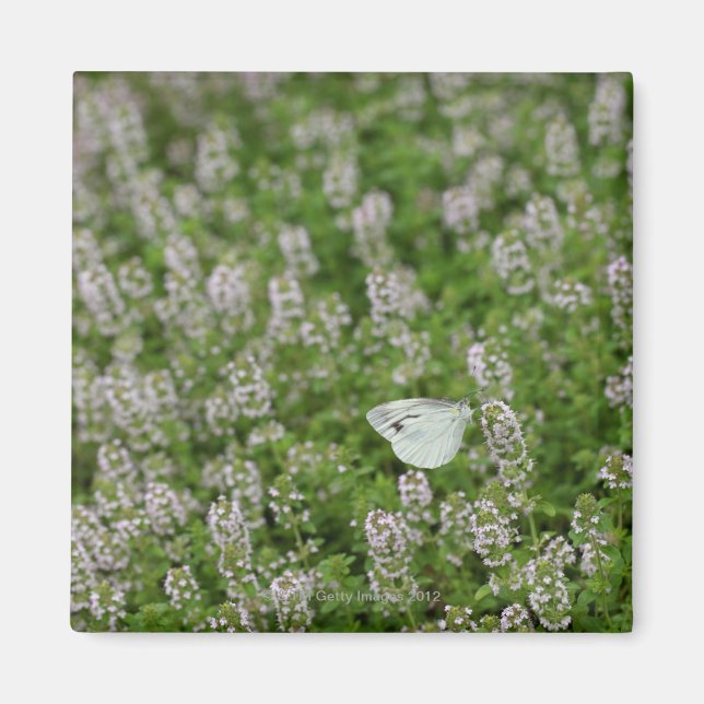 Imán Mariposa en Creeping Thyme (Frente)