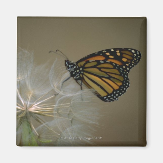 Imán Mariposa en dandelion (Frente)