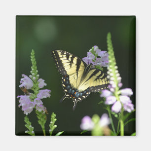 Imán Mariposa En El Jardín