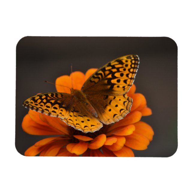 Imán Mariposa En El Magnet De Zinnia (Horizontal)