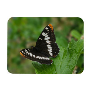 Imán Mariposa en el monte Snowball Magnet