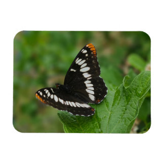 Imán Mariposa en el monte Snowball Magnet