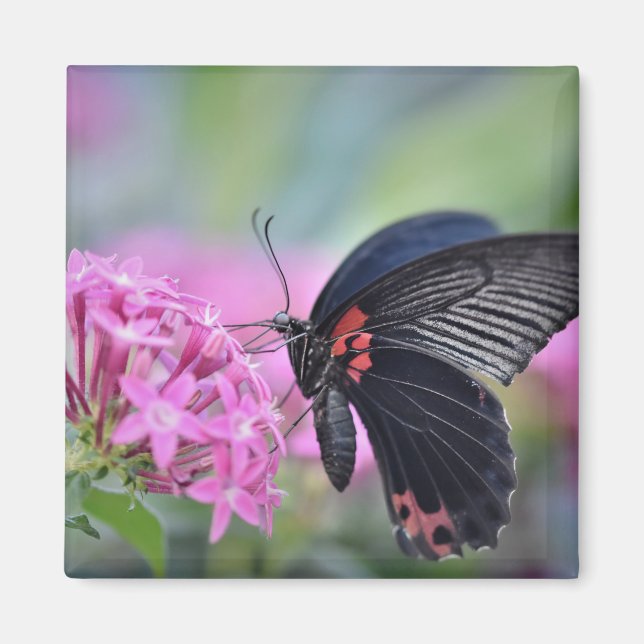 Imán Mariposa en flor (Frente)