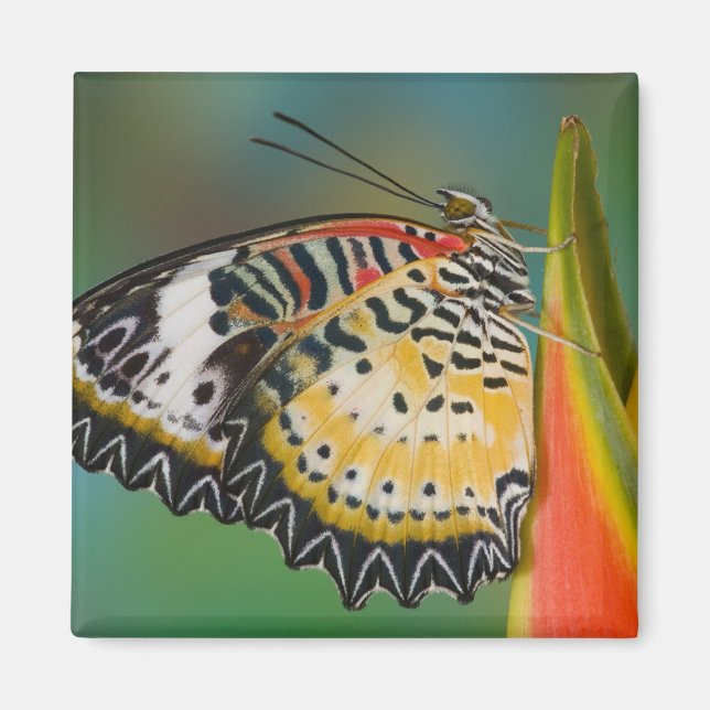 Imán Mariposa en Flor Tropical (Frente)