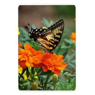 Imán Mariposa en Flores Naranjas y Amarillas Premium
