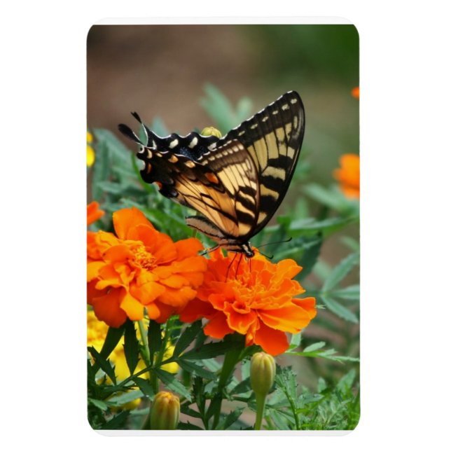 Imán Mariposa en Flores Naranjas y Amarillas Premium (Vertical)