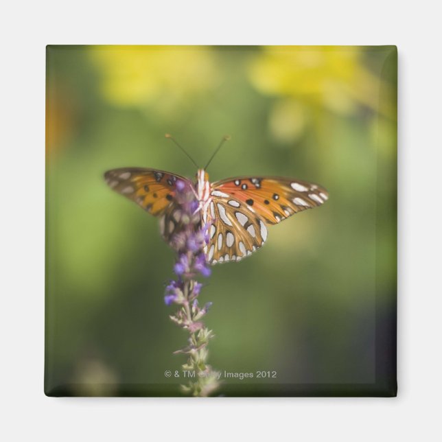 Imán Mariposa en flores silvestres (Frente)