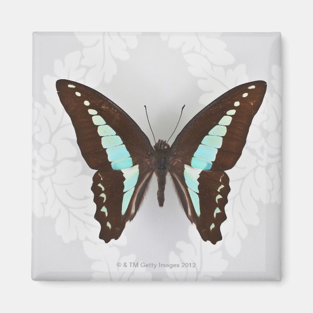Imán Mariposa en fondo de fondo de fondo (Frente)
