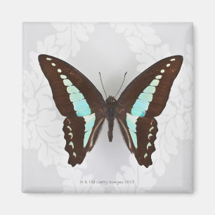 Imán Mariposa en fondo del papel pintado