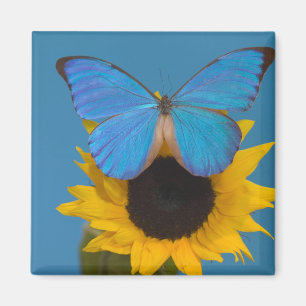 Imán Mariposa en girasol