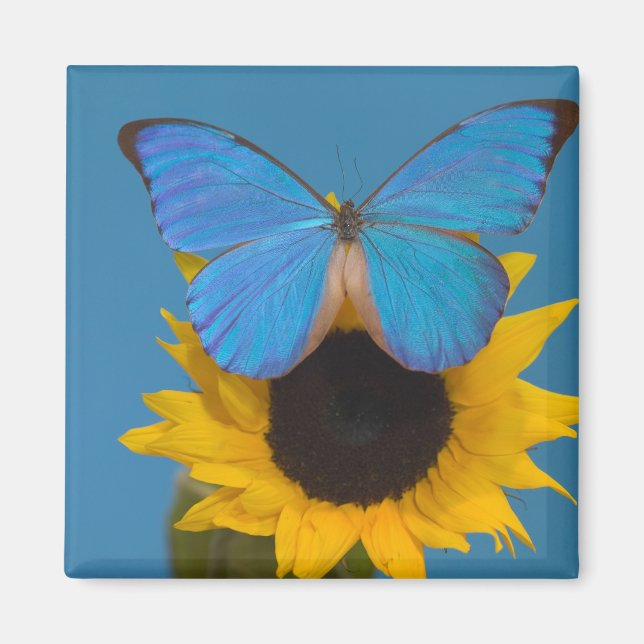 Imán Mariposa en girasol (Frente)