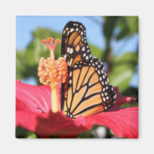 Imán Mariposa en hibisco