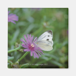 Imán Mariposa en la flor