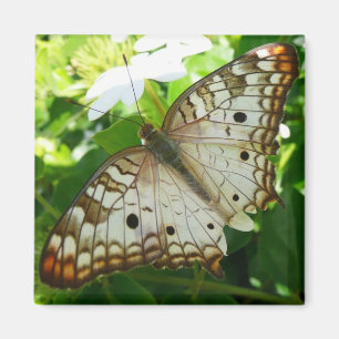 Imán Mariposa en la fotografía de la naturaleza tropica