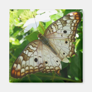 Imán Mariposa en la fotografía de la naturaleza tropica