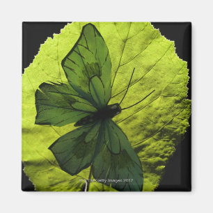 Imán Mariposa en la hoja