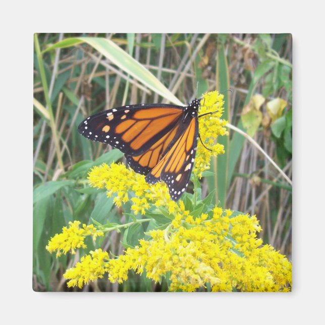 Imán Mariposa en una flor (Frente)