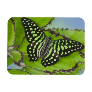 Imán Mariposa en verde