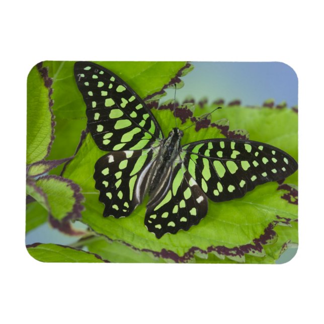 Imán Mariposa en verde (Horizontal)