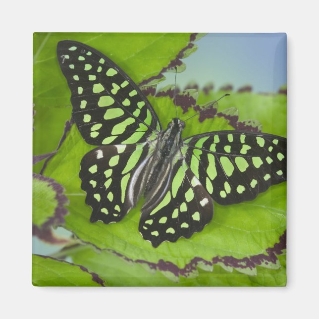 Imán Mariposa en verde (Frente)