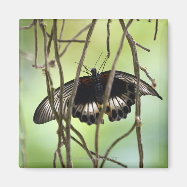 Imán Mariposa escarlata (Papilio) (Frente)