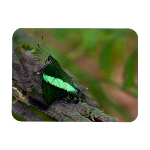 Imán Mariposa esmeralda