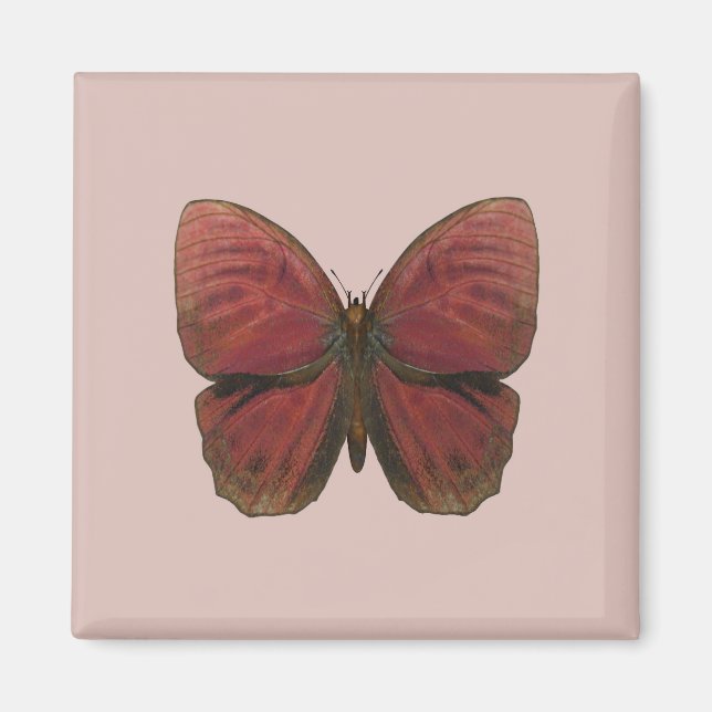 Imán Mariposa Gallo Rojo (Frente)