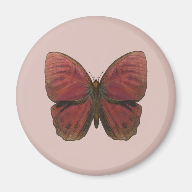 Imán Mariposa Gallo Rojo (Frente)