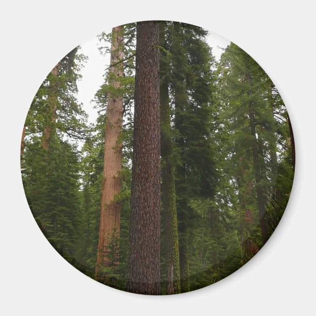 Imán Mariposa Grove en el Parque Nacional Yosemite (Frente)