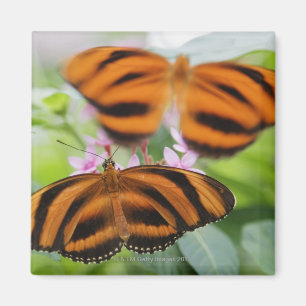 Imán Mariposa larga 2 del ala de la cebra