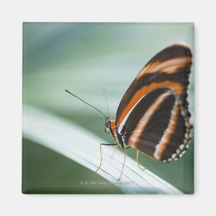 Imán Mariposa larga del ala de la cebra