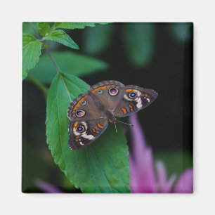 Imán Mariposa localizada