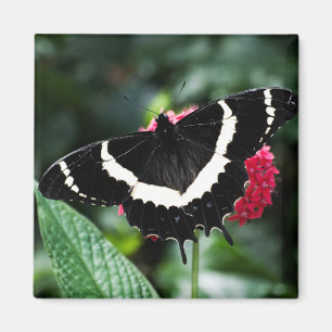 Imán Mariposa Lolipop Magnet