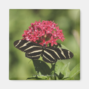 Imán Mariposa longwing de la cebra, Heliconius