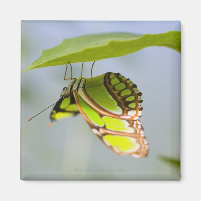 Imán Mariposa malaquita en la hoja (Frente)