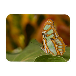 Imán Mariposa malaquita en la hoja