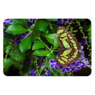Imán Mariposa malaquita sobre la flor morada