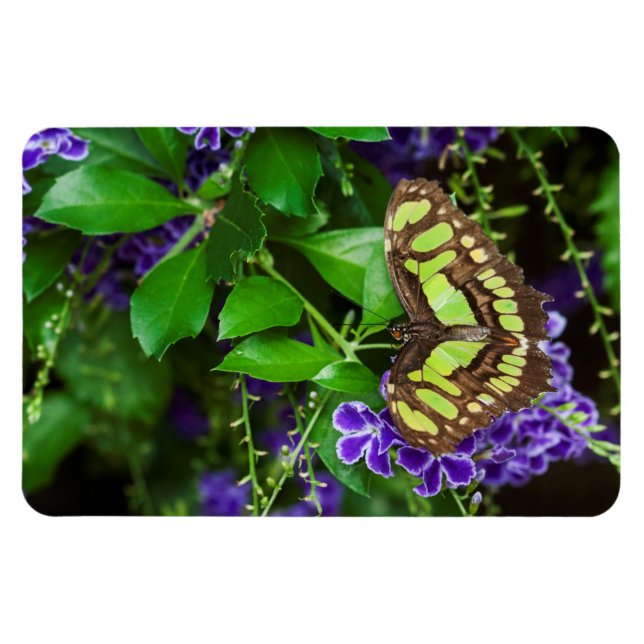 Imán Mariposa malaquita sobre la flor morada (Horizontal)
