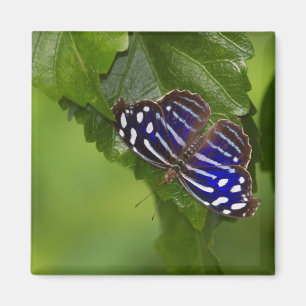 Imán Mariposa mexicana de ala azul