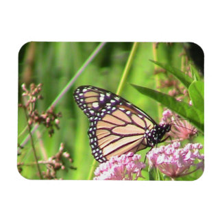 Imán Mariposa monarca