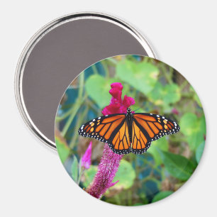 Imán Mariposa monarca