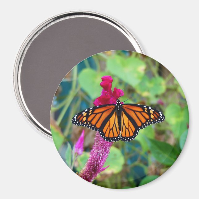 Imán Mariposa monarca (Anverso/Reverso)