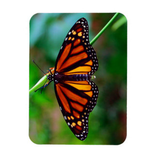 Imán Mariposa monarca