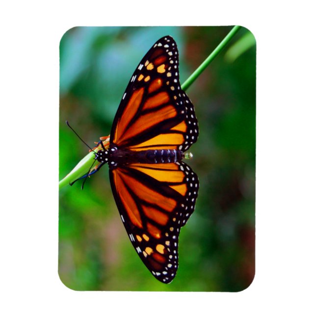 Imán Mariposa monarca (Vertical)