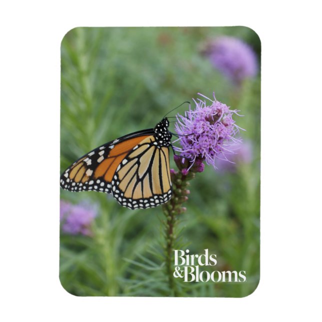 Imán Mariposa monarca (Vertical)
