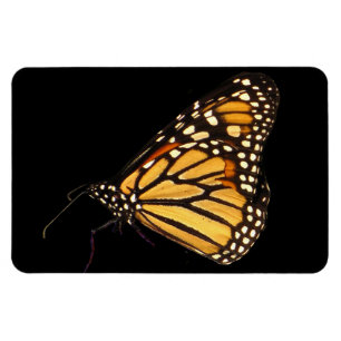 Imán Mariposa monarca