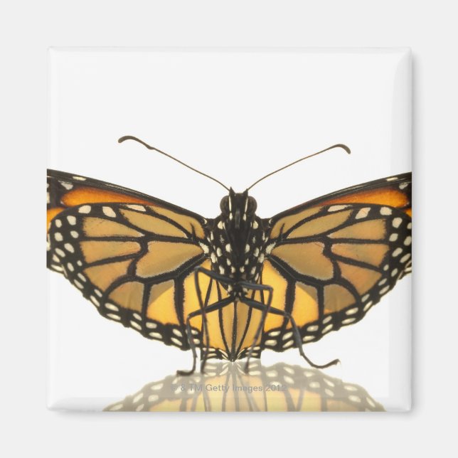 Imán Mariposa monarca con las alas extendidas (Frente)
