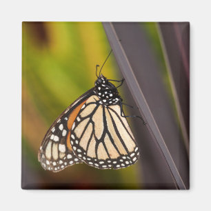 Imán Mariposa monarca en Agave